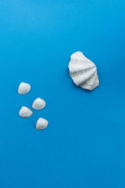 Mavi arka planda izole deniz kabukları, yaz, sahil ve deniz temalı yaratıcı projeler için mükemmel. Özgeçmiş, eğitim materyalleri veya tasarım ilhamı için.