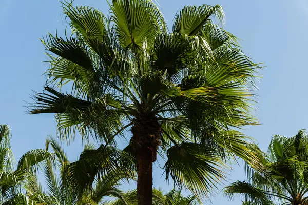 Parlak güneş ışığı altında tropik palmiye yaprakları. Sıcak, güneşli iklimlerde seyahat, rahatlama ve doğa kavramları için..