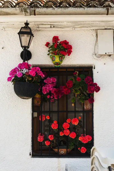 Canlı sardunya çiçekleri geleneksel bir pencere süsler. Görüntü ev dekorasyonu, bahçıvanlık ve Akdeniz yaşam tarzı temaları için uygundur.