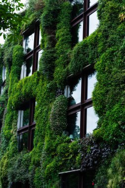 Şehir binasında yemyeşil bir dikey bahçe var. Görüntü sürdürülebilir mimari ve çevre dostu tasarım konularında kullanışlıdır.