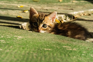 Beton yüzeyde dinlenen meraklı kedi yavrusu. Dijital projelerde hayvan, hayvan ve açık hava temaları için uygun görüntü.