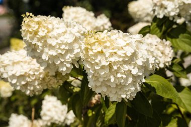 Büyük beyaz ortanca çiçekleri doğal güneş ışığında çiçek açar ve arka planda yeşil yapraklar vardır. Bahçıvanlık, peyzaj, çiçek tasarımı ve doğayla ilgili içerik için uygundur..
