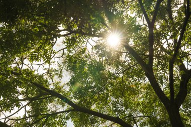 Güneş ışığı, sık yeşil yaprakların ve uzun bir ağacın dallarının arasından süzülerek doğal bir açık hava manzarası yaratır. Doğa, çevre, rahatlama, ya da büyüme ve sükunet kavramları.