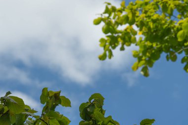Üst ve alt kenarlarında açık mavi gökyüzü ve arka planında yumuşak bulutlar olan parlak yeşil yapraklar. Dijital ve baskı projelerinde doğayı, çevreyi, tazeliği veya mevsimsel kavramları göstermek için.
