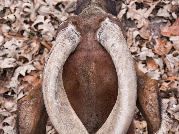 African Bongo Relajándose Zoológico Esta Imagen Primer Plano Los Cuernos — Foto de Stock