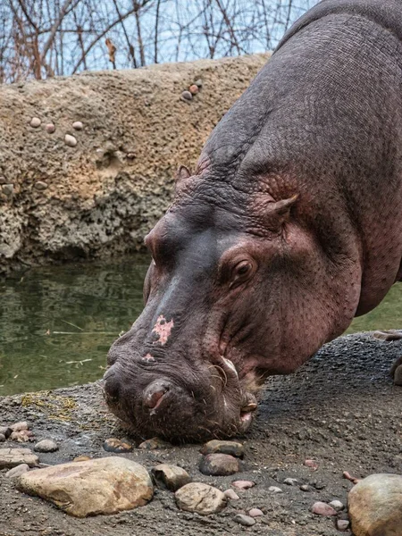 Hipopótamo Comiendo Tierra Frío Día Invierno Zoológico Kansas City Missouri — Foto de Stock