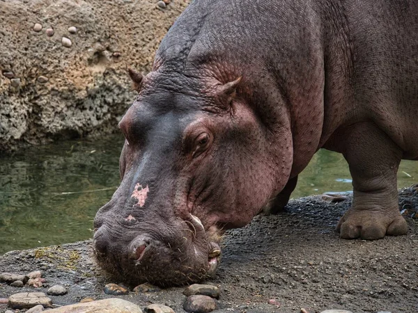 Hippopotamus Eet Het Land Een Koude Winterdag Zoo Kansas City — Stockfoto