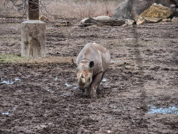 Madre Rinoceronte Negro Caminando Por Campo Fangoso Zoológico Kansas City — Foto de Stock
