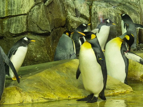 Pingwiny Królewskie Ożywiły Się Gdy Zdały Sobie Sprawę Chodzi Karmienie Obrazy Stockowe bez tantiem