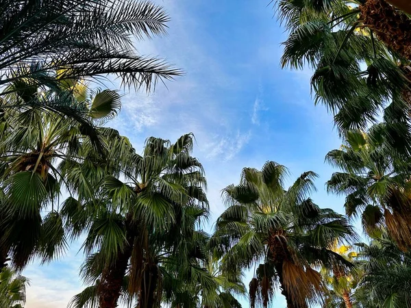 Las Vegas Tatil Köyünün Balkonunda Palmiye Ağaçlarını Havuzu Seyrederken Çöl — Stok fotoğraf
