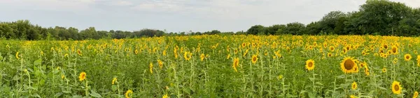 Прекрасний Громадський Соняшник Поблизу Гіллсдейл Канзас Соняшник Держава — стокове фото