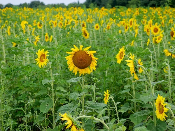 Public Sunflower Hillsdale Kansas Sunflower State — стоковое фото