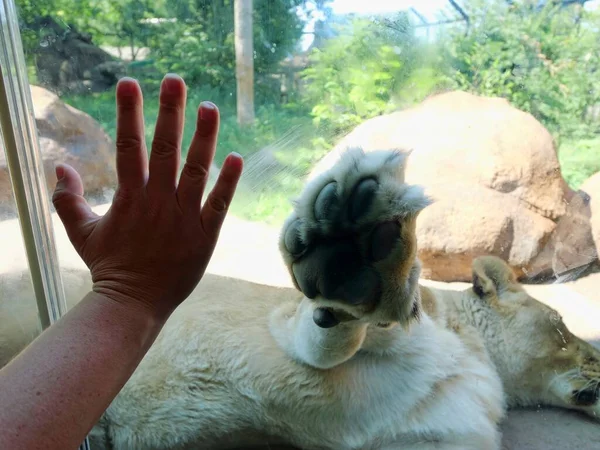 Topeka, Kansas - 22 Temmuz 2023: Uyuyan Aslan Hayvanat Bahçesinde