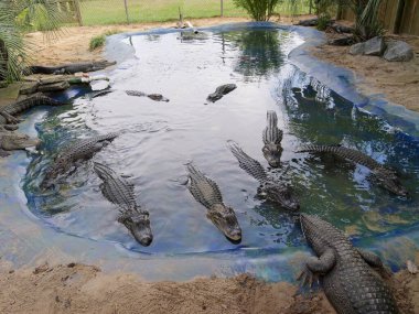 Amerikan Timsahı Güney Bataklık Habitatında