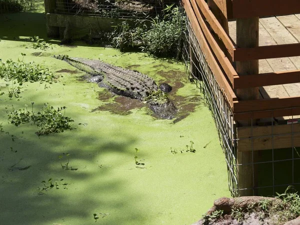 Amerikanischer Alligator Südlichen Sumpfigen Bayou Habitat — Stockfoto