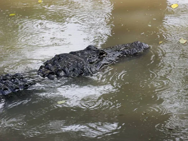 Αμερικανική Αλιγάτορας Στο Southern Swampy Bayou Habitat — Φωτογραφία Αρχείου