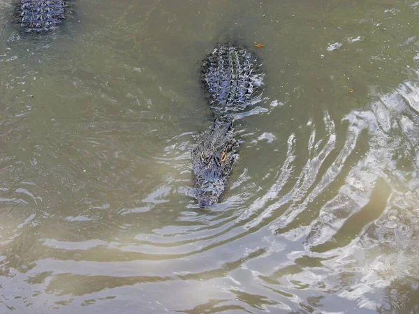 Alligator Amérique Dans Habitat Bayou Marécageux Sud — Photo