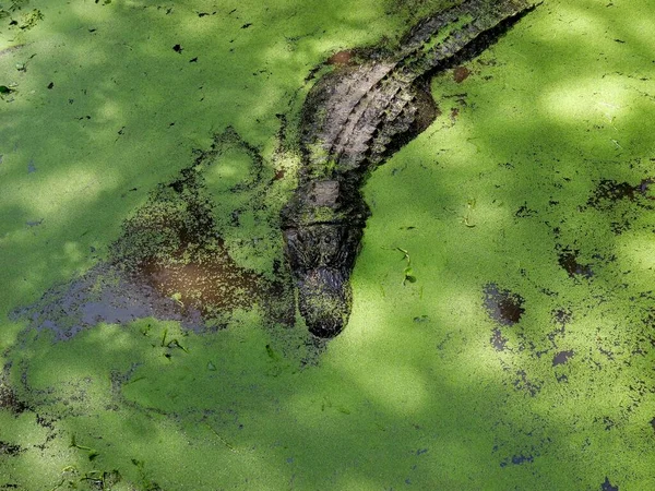 American Alligator Southern Swampy Bayou Habitat — Stock Photo, Image