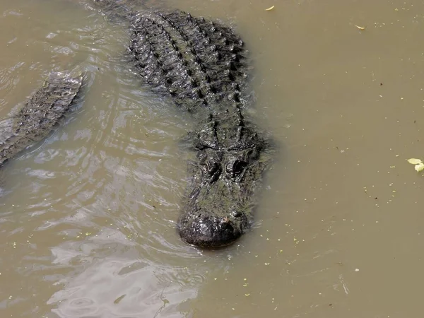 Αμερικανική Αλιγάτορας Στο Southern Swampy Bayou Habitat — Φωτογραφία Αρχείου