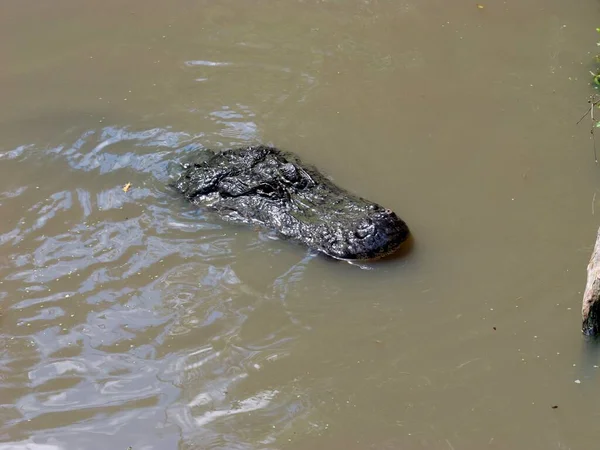 Alligator Amérique Dans Habitat Bayou Marécageux Sud — Photo