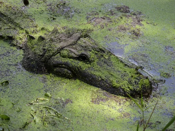 Amerykański Aligator Południowym Bagnie Bayou Habitat — Zdjęcie stockowe