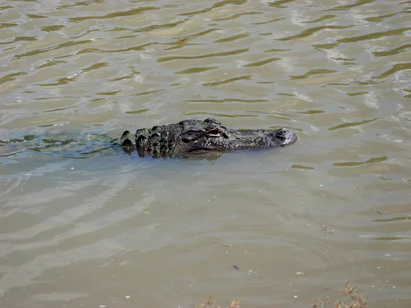 Amerikanischer Alligator Südlichen Sumpfigen Bayou Habitat — Stockfoto