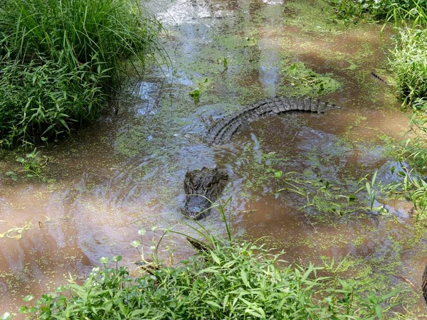 Alligatore Americano Nel Bayou Habitat Paludoso Meridionale — Foto Stock