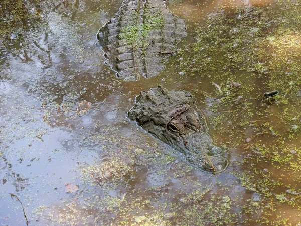 American Alligator Southern Swampy Bayou Habitat — Stock Photo, Image