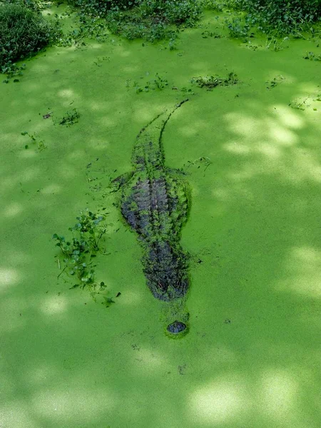 Amerikaanse Alligator Het Zuidelijke Moeras Van Bayou Habitat — Stockfoto