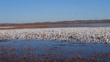 Holt County Missouri 'deki Loess Bluffs Ulusal Yaban Hayatı Sığınağı' ndan Kar Kaz göçü