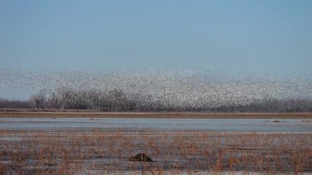 Migracja Gęsi Śnieżnej Przez Loess Bluffs National Wildlife Refuge Hrabstwie — Wideo stockowe