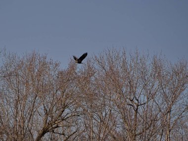 Holt County Missouri 'deki Loess Bluffs Ulusal Yaban Hayatı Sığınağı' ndan Kel Kartal göçü