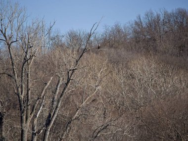 Holt County Missouri 'deki Loess Bluffs Ulusal Yaban Hayatı Sığınağı' ndan Kel Kartal göçü