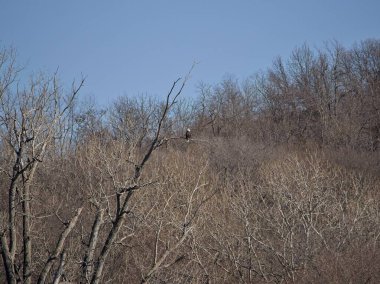 Holt County Missouri 'deki Loess Bluffs Ulusal Yaban Hayatı Sığınağı' ndan Kel Kartal göçü