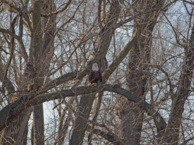 Holt County Missouri 'deki Loess Bluffs Ulusal Yaban Hayatı Sığınağı' ndan Kel Kartal göçü