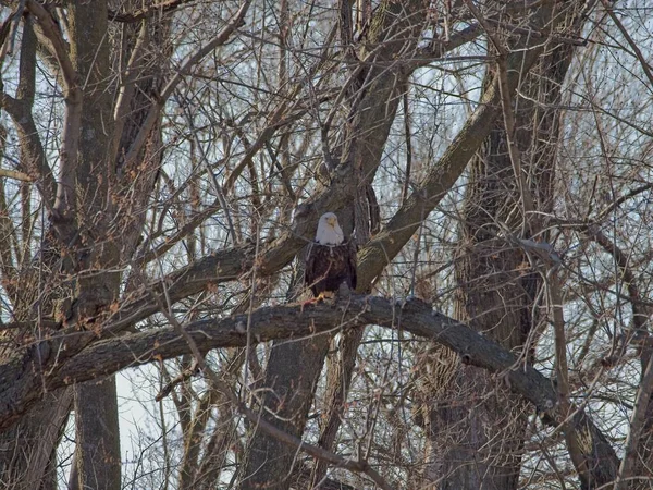 Holt County Missouri 'deki Loess Bluffs Ulusal Yaban Hayatı Sığınağı' ndan Kel Kartal göçü