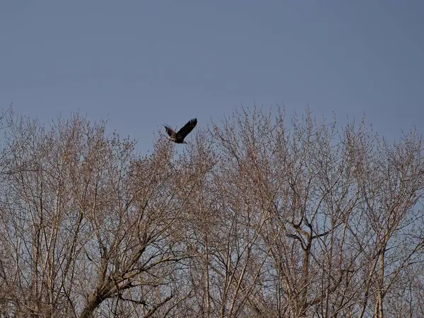 Holt County Missouri 'deki Loess Bluffs Ulusal Yaban Hayatı Sığınağı' ndan Kel Kartal göçü