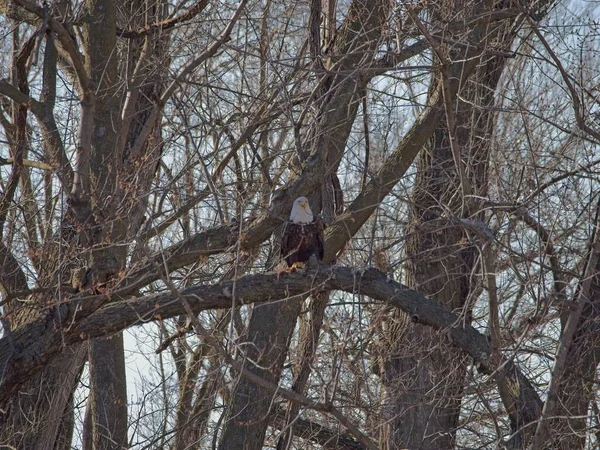 Holt County Missouri 'deki Loess Bluffs Ulusal Yaban Hayatı Sığınağı' ndan Kel Kartal göçü