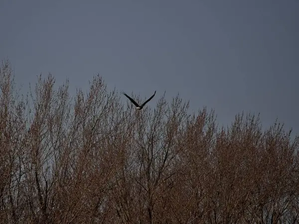 Holt County Missouri 'deki Loess Bluffs Ulusal Yaban Hayatı Sığınağı' ndan Kel Kartal göçü