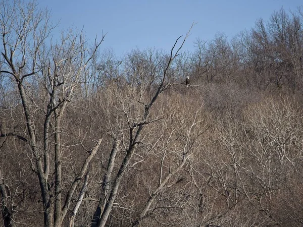 Holt County Missouri 'deki Loess Bluffs Ulusal Yaban Hayatı Sığınağı' ndan Kel Kartal göçü