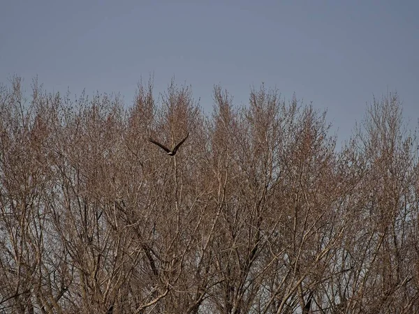 Holt County Missouri 'deki Loess Bluffs Ulusal Yaban Hayatı Sığınağı' ndan Kel Kartal göçü