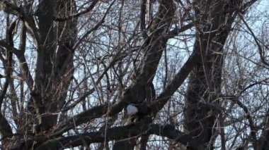 Holt County Missouri 'deki Loess Bluffs Ulusal Yaban Hayatı Sığınağı' ndan Kel Kartal göçü