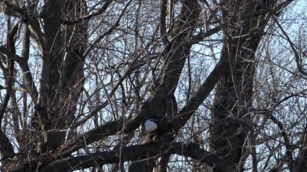 密苏里州霍尔特县黄土悬崖国家野生动物保护区的秃鹰迁徙 — 图库视频影像