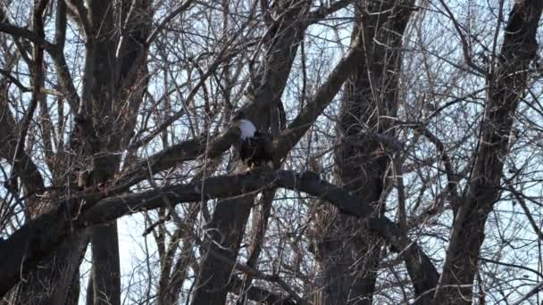 密苏里州霍尔特县黄土悬崖国家野生动物保护区的秃鹰迁徙 — 图库视频影像