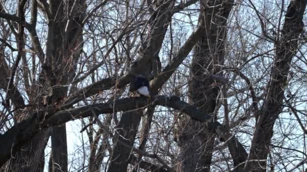 Bald Eagle Migration Loess Bluffs National Wildlife Refuge Holt County — Stock Video