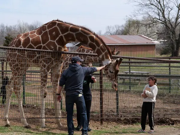 Strafford, Missouri - 12 Mart Vahşi Hayvan Safari Springfield, MO