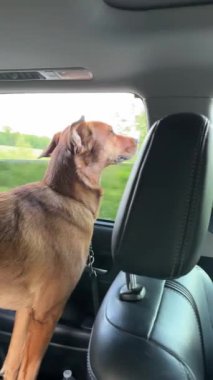 Barınak Köpeği Yazın Araba Yolculuğunun Tadını Çıkartıyor