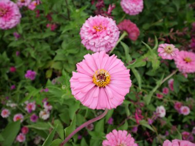 Overland Park, Kansas - 10 Ağustos 2024: Overland Park botanik bahçesi serin bulutlu bir yaz gününde