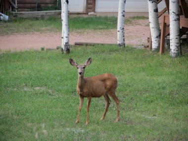 Mule Deer in the woods of the Florissant Colorado Mountains clipart