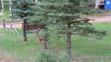 Florissant Colorado Dağları 'nın ormanında katır geyiği